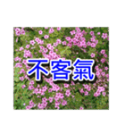 Flower Images_1（個別スタンプ：32）
