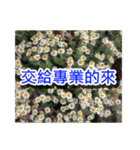 Flower Images_1（個別スタンプ：34）