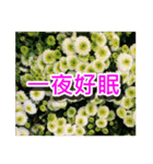 Flower Images_1（個別スタンプ：38）