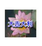 Flower Images_1（個別スタンプ：40）