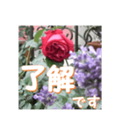 薔薇の花♡アソート4_挨拶メッセージ（個別スタンプ：1）