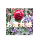 薔薇の花♡アソート4_挨拶メッセージ（個別スタンプ：4）