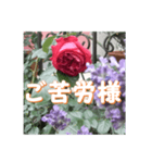 薔薇の花♡アソート4_挨拶メッセージ（個別スタンプ：5）
