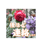 薔薇の花♡アソート4_挨拶メッセージ（個別スタンプ：10）