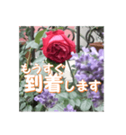薔薇の花♡アソート4_挨拶メッセージ（個別スタンプ：12）