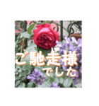 薔薇の花♡アソート4_挨拶メッセージ（個別スタンプ：16）
