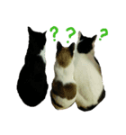 我が家のにゃんず（個別スタンプ：2）