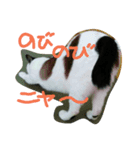 我が家のにゃんず（個別スタンプ：3）