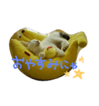 我が家のにゃんず（個別スタンプ：4）