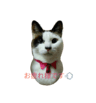 我が家のにゃんず（個別スタンプ：6）