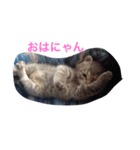 ニャンちゃって（個別スタンプ：1）
