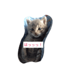 ニャンちゃって（個別スタンプ：3）