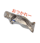 ニャンちゃって（個別スタンプ：5）