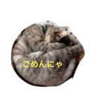 ニャンちゃって（個別スタンプ：7）