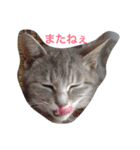 ニャンちゃって（個別スタンプ：8）