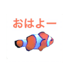 海のせいぶつ（個別スタンプ：1）