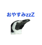 海のせいぶつ（個別スタンプ：5）