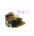 海のせいぶつ（個別スタンプ：6）