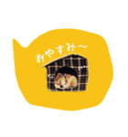 柴犬ハナ（個別スタンプ：10）