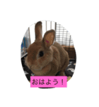 うさぴーのうさぎ部屋4（個別スタンプ：1）
