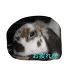 うさぴーのうさぎ部屋4（個別スタンプ：4）