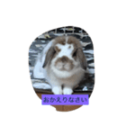 うさぴーのうさぎ部屋4（個別スタンプ：5）