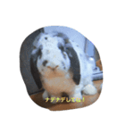 うさぴーのうさぎ部屋4（個別スタンプ：6）