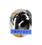 うさぴーのうさぎ部屋4（個別スタンプ：7）