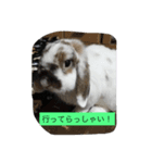 うさぴーのうさぎ部屋3（個別スタンプ：1）