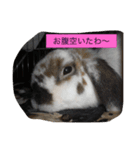 うさぴーのうさぎ部屋3（個別スタンプ：2）