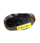 うさぴーのうさぎ部屋3（個別スタンプ：3）