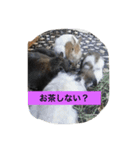 うさぴーのうさぎ部屋3（個別スタンプ：4）