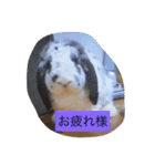 うさぴーのうさぎ部屋3（個別スタンプ：7）