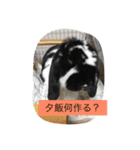 うさぴーのうさぎ部屋3（個別スタンプ：8）