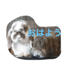 うさぴーのうさぎ部屋2（個別スタンプ：1）