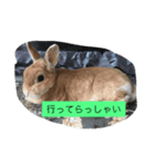うさぴーのうさぎ部屋2（個別スタンプ：2）