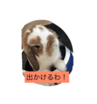 うさぴーのうさぎ部屋2（個別スタンプ：4）