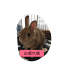 うさぴーのうさぎ部屋2（個別スタンプ：5）