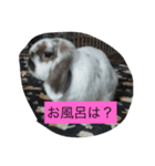 うさぴーのうさぎ部屋2（個別スタンプ：6）