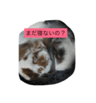 うさぴーのうさぎ部屋2（個別スタンプ：7）