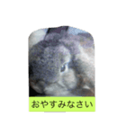 うさぴーのうさぎ部屋2（個別スタンプ：8）