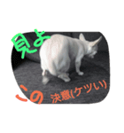 くぅ～ちゃん（個別スタンプ：6）
