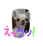 くぅ～ちゃん（個別スタンプ：7）