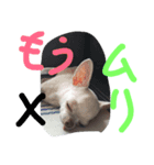 くぅ～ちゃん（個別スタンプ：8）