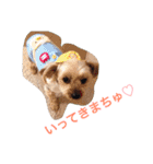 ここちゃんの日記 1（個別スタンプ：2）