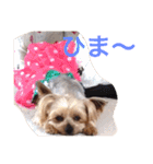 ここちゃんの日記 1（個別スタンプ：5）
