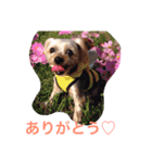 ここちゃんの日記 1（個別スタンプ：6）