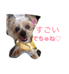 ここちゃんの日記 1（個別スタンプ：7）