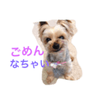 ここちゃんの日記 1（個別スタンプ：8）
