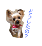ここちゃんの日記 1（個別スタンプ：12）